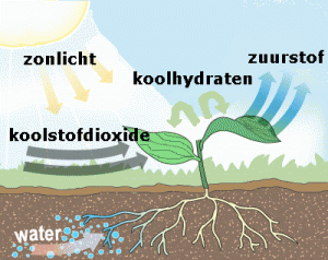 fotosynthese